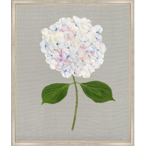 TLC- WHITE HYDRANGEAS 5 20 X 24